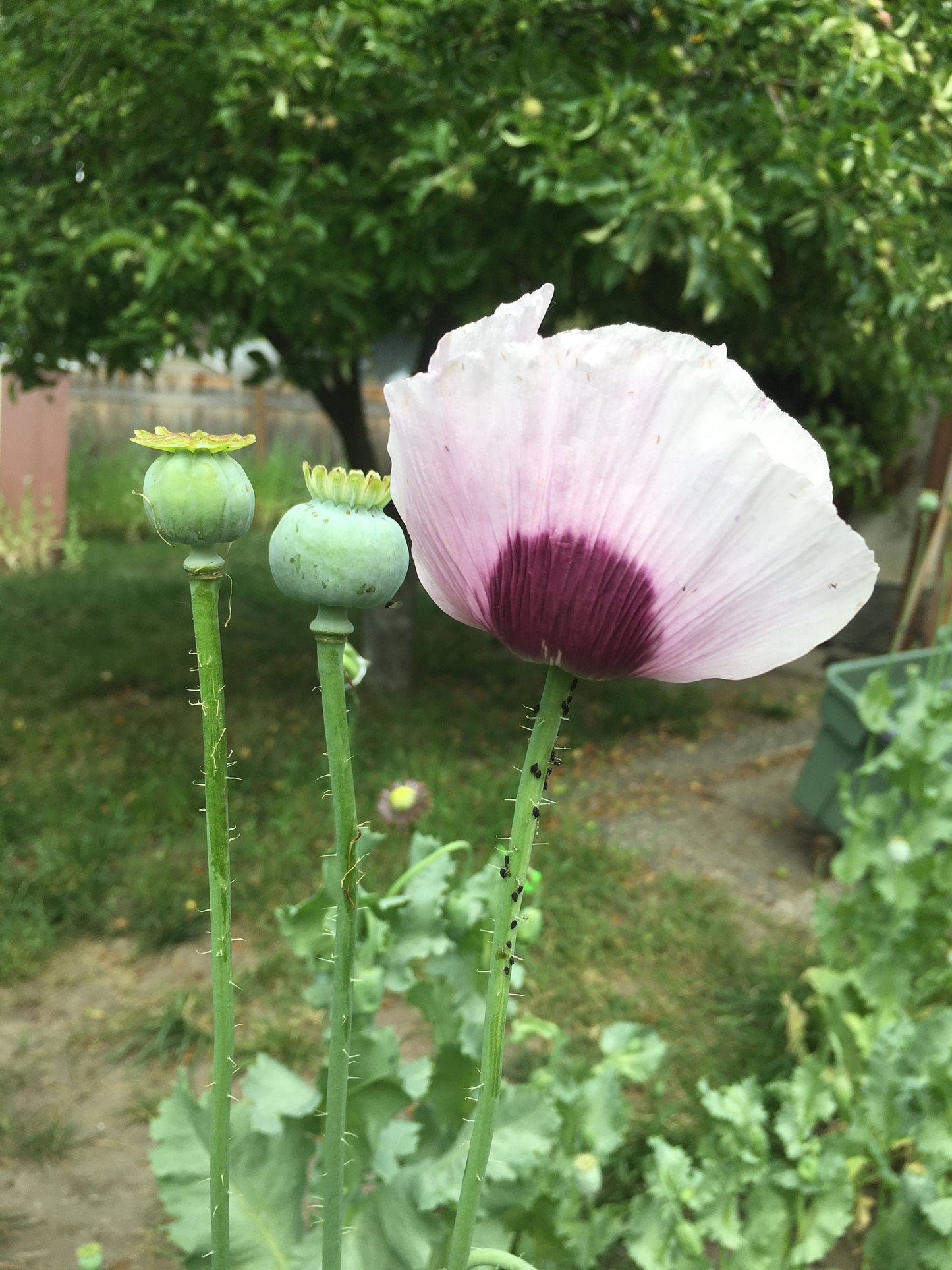 Poppy: Izmir Bush (1000+ seeds)