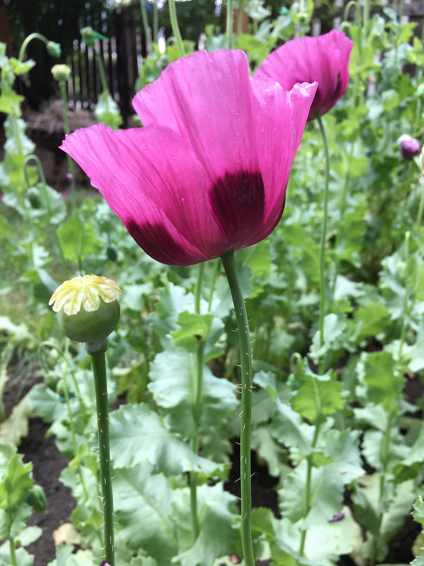 Poppy: Izmir Lauren's Bush (1000+ seeds)