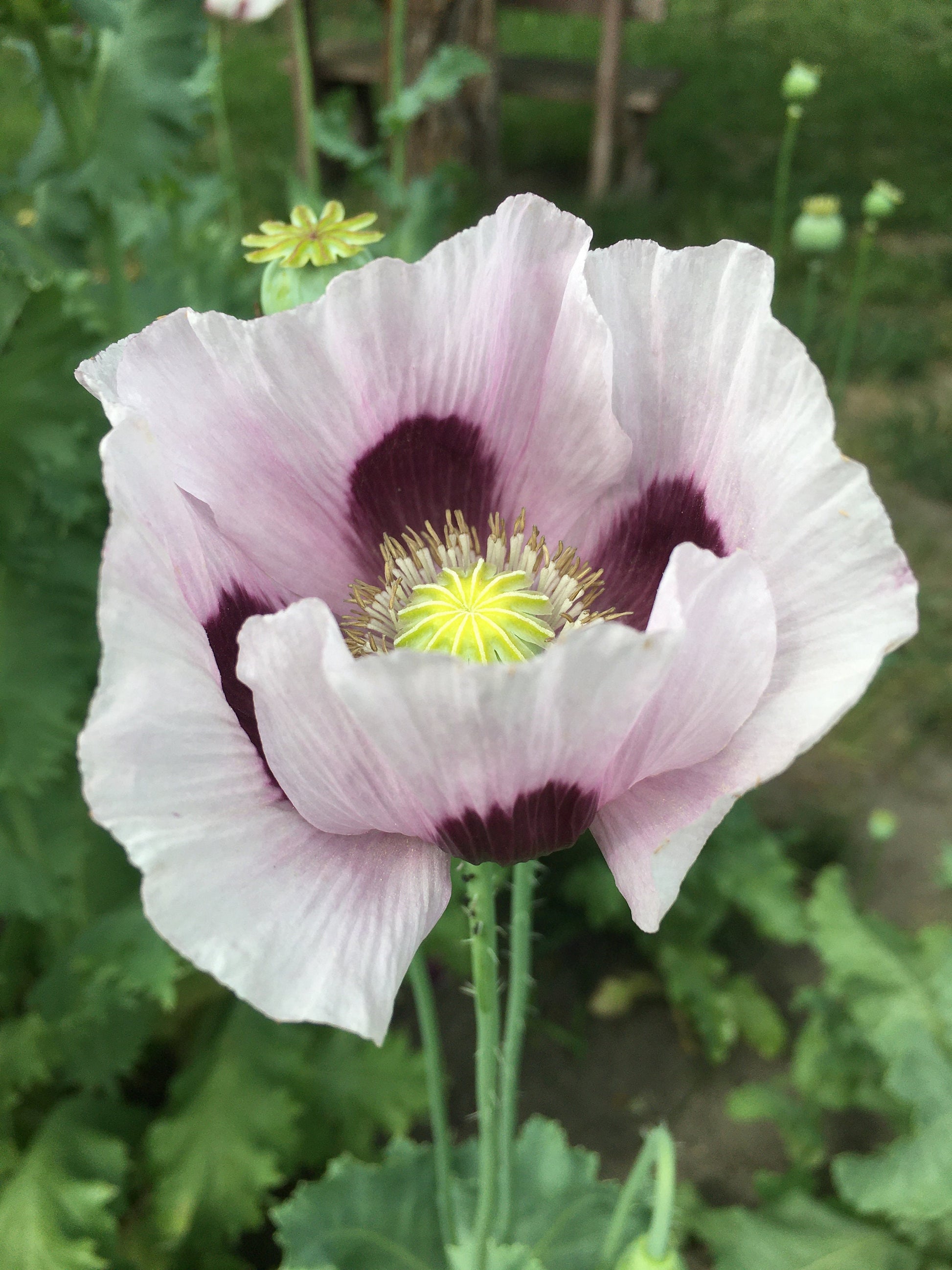 Poppy: Izmir Bush (1000+ seeds)