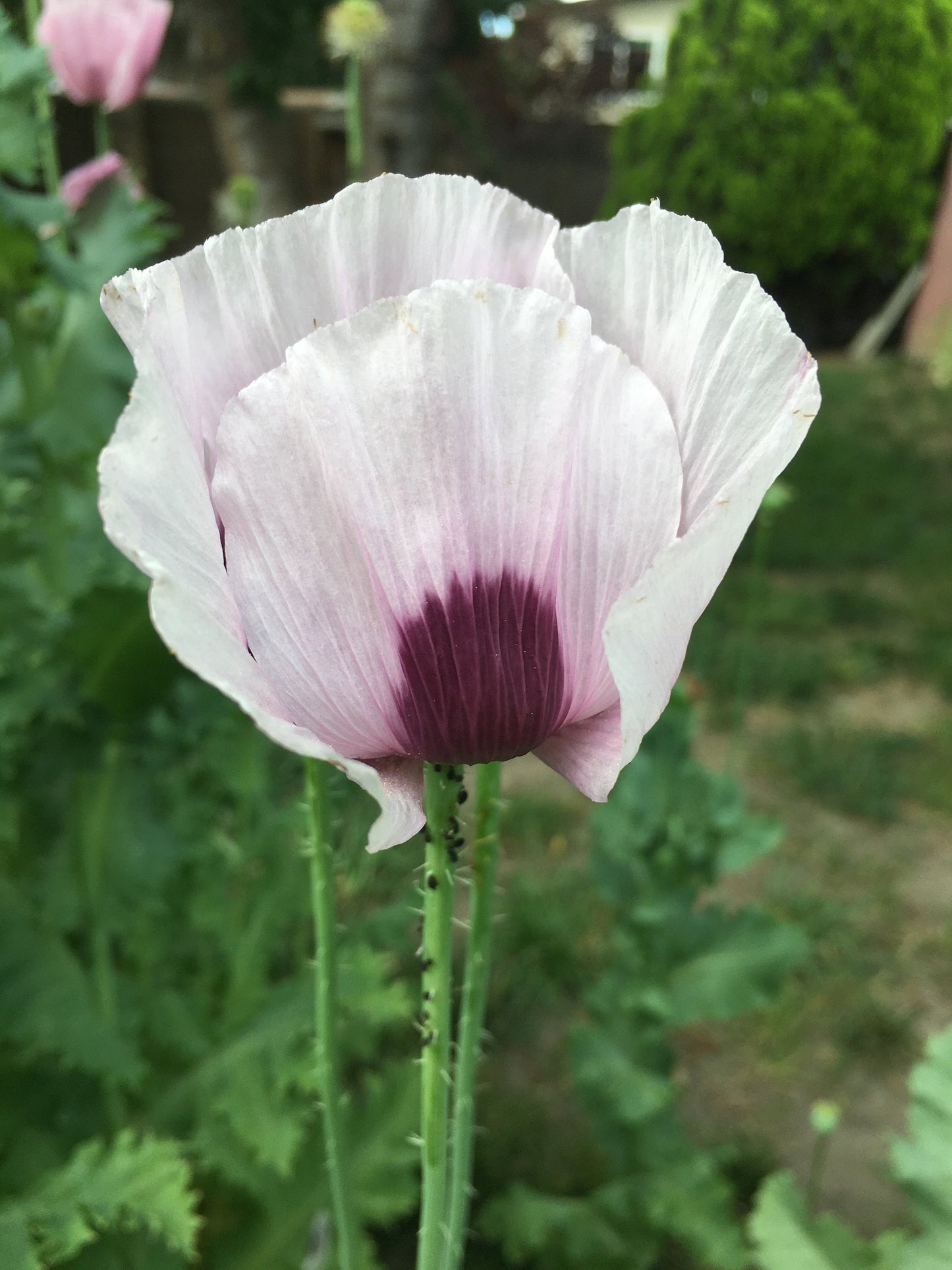 Poppy: Izmir Bush (1000+ seeds)