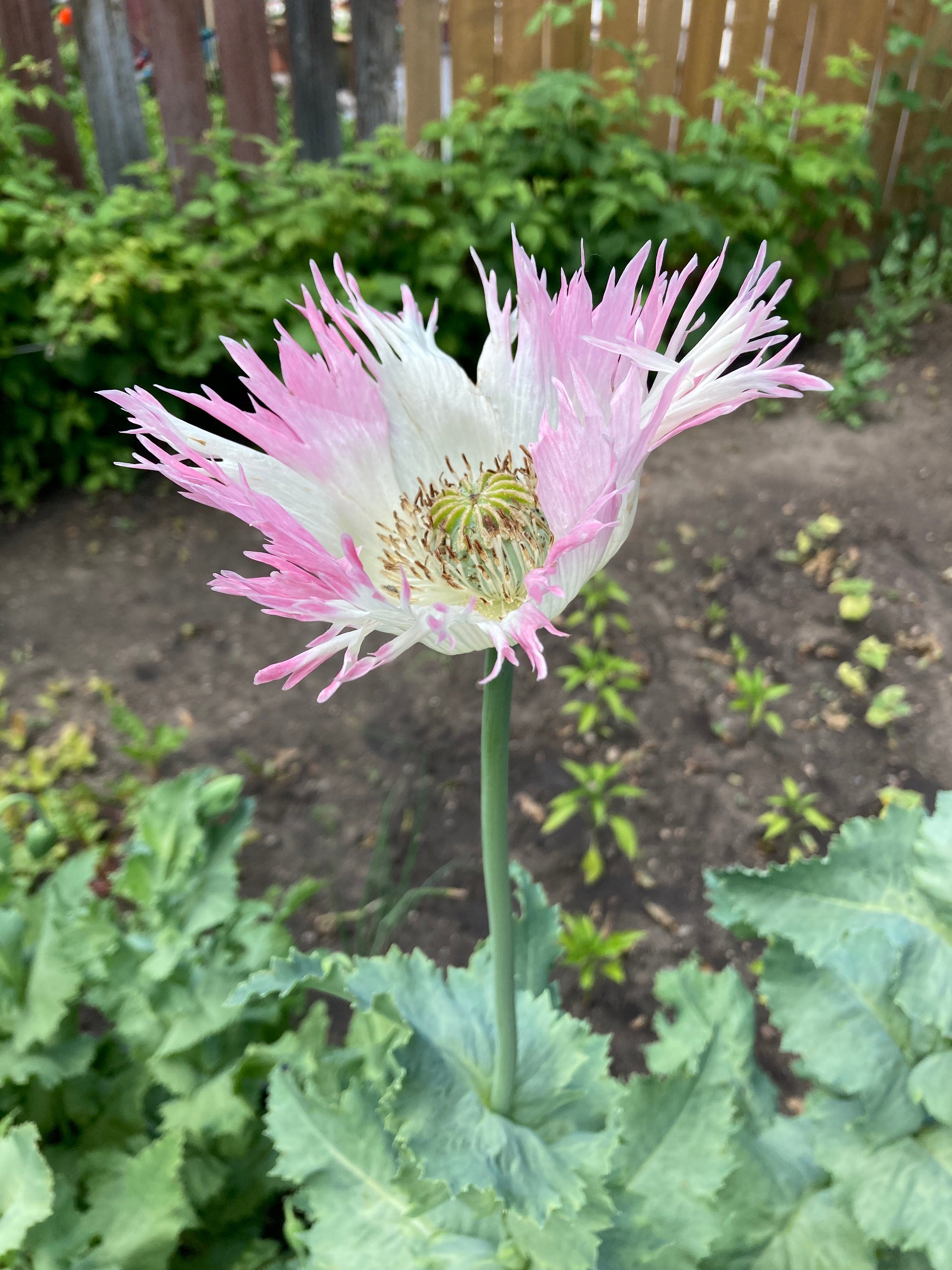 OG Izmir Afghan Pink Special (Galania) Poppy (500+ seeds OG Izmir Afghan Pink Special (Galania) Poppy (500+ seeds