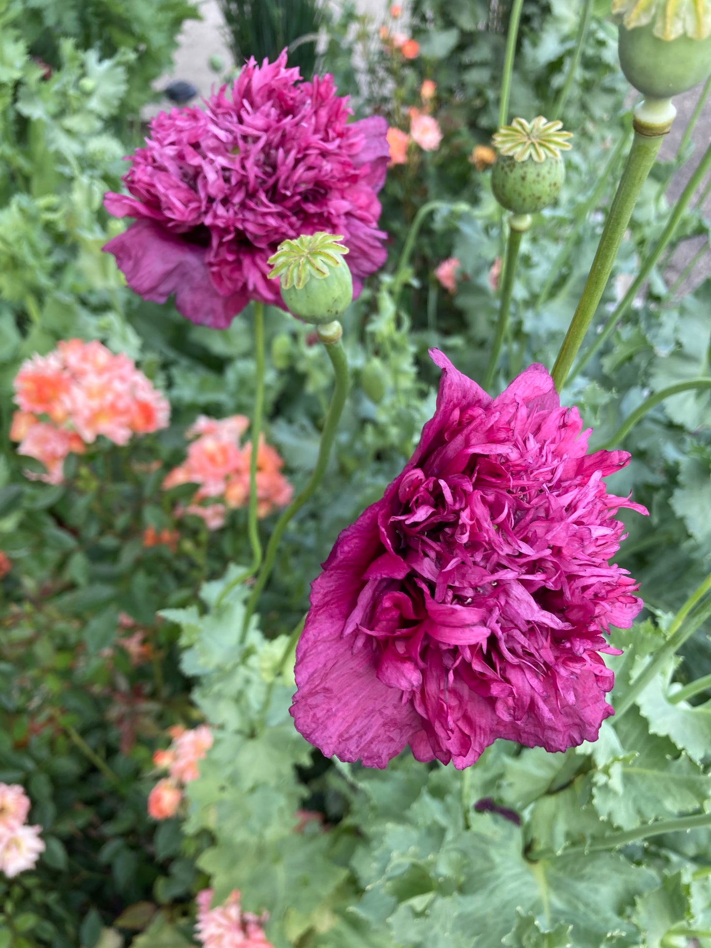 Lauren's Cloud Poppy (500+ seeds)