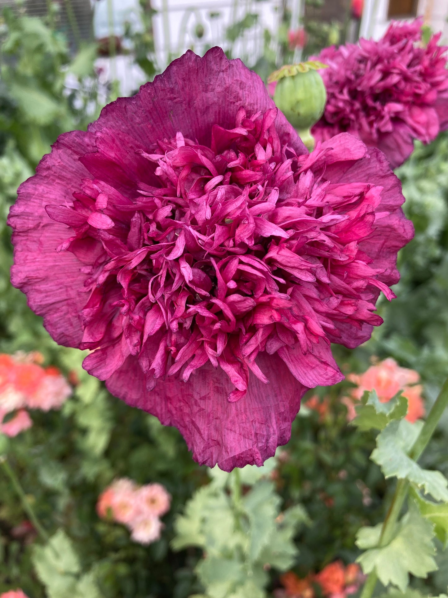 Lauren's Cloud Poppy (500+ seeds)