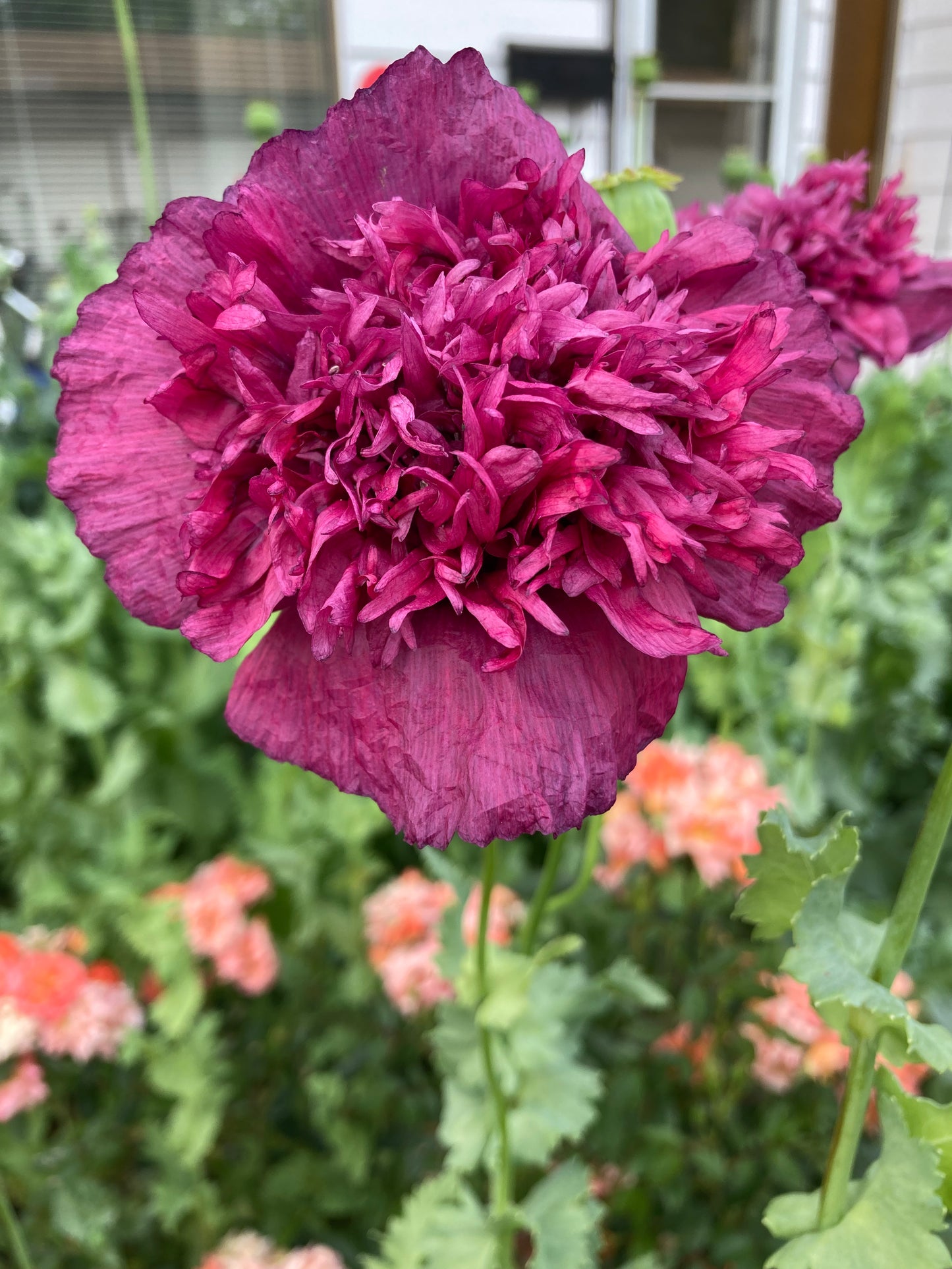 Lauren's Cloud Poppy (500+ seeds)