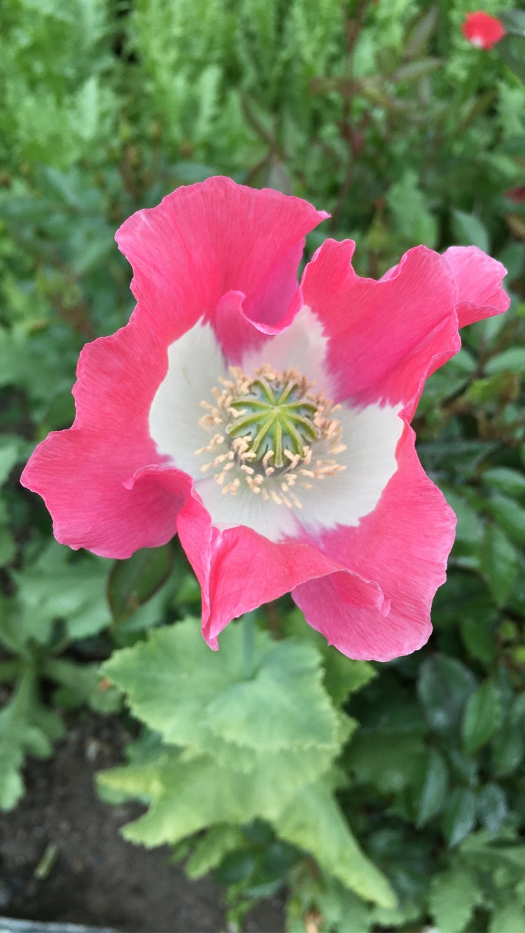 OG Izmir Afghan Pink Special (Galania) Poppy (500+ seeds)