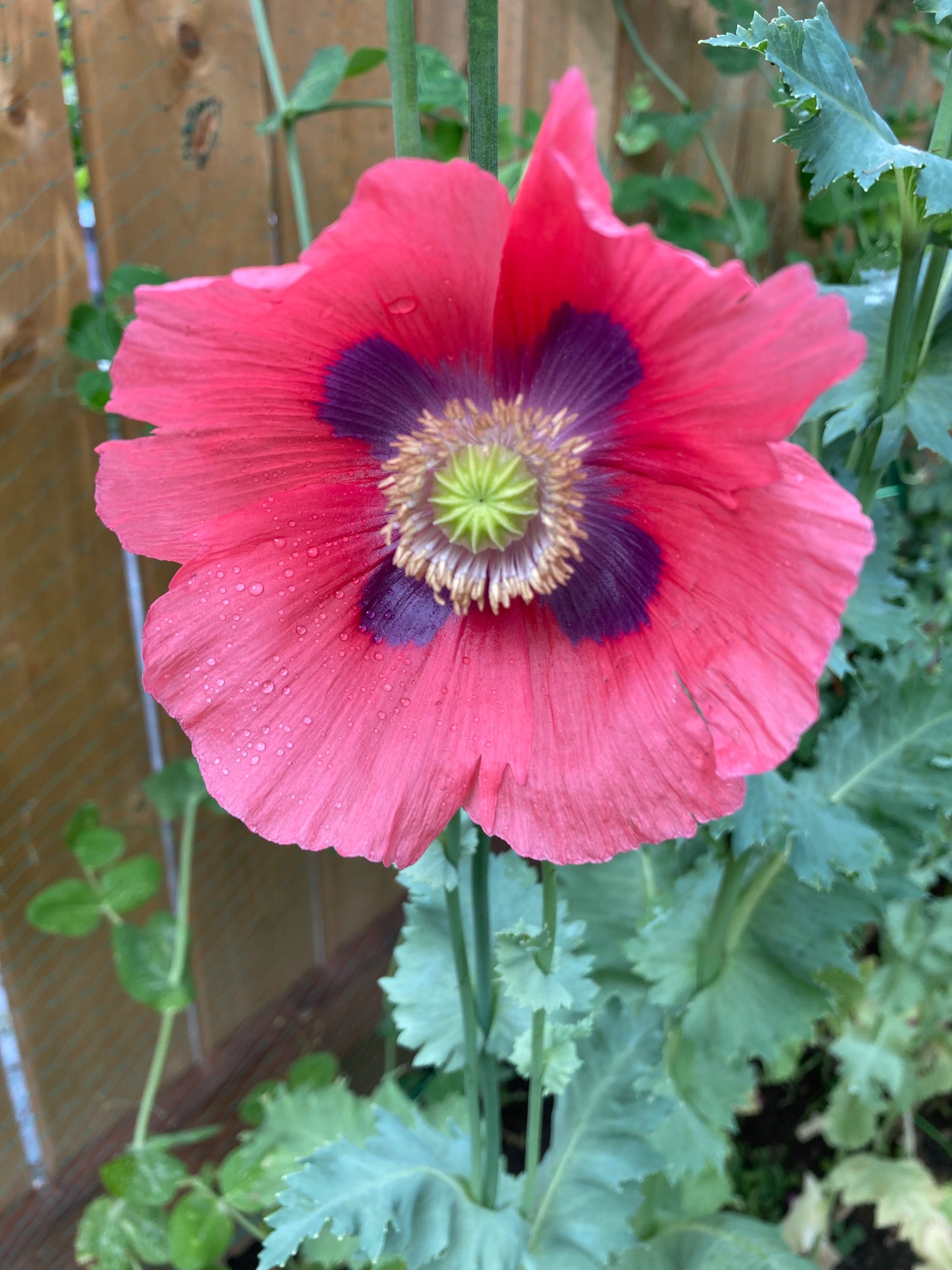 Okanagan Bush Poppy (1000+ seeds)