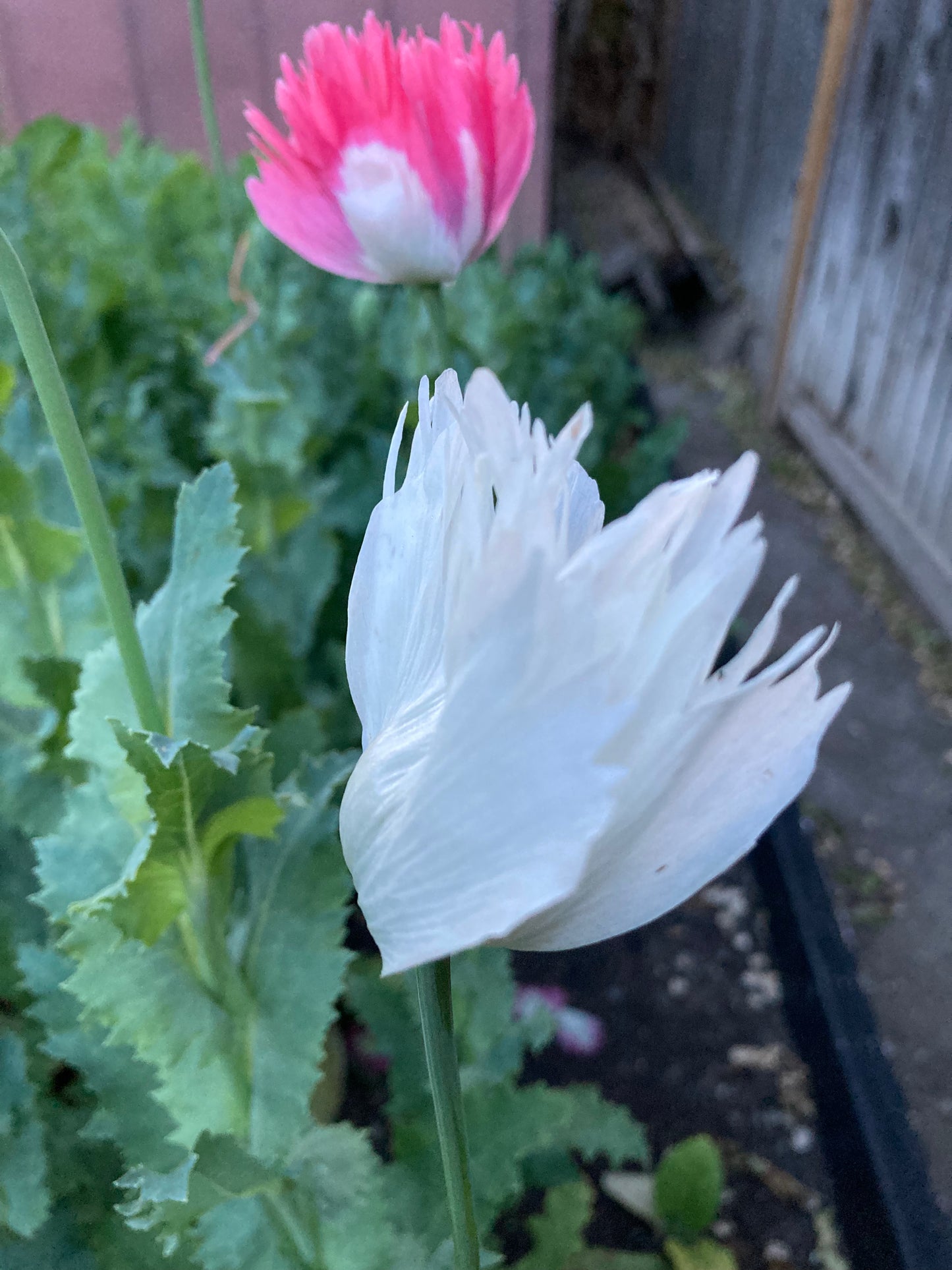 OG Izmir Afghan Pink Special (Galania) Poppy (500+ seeds)