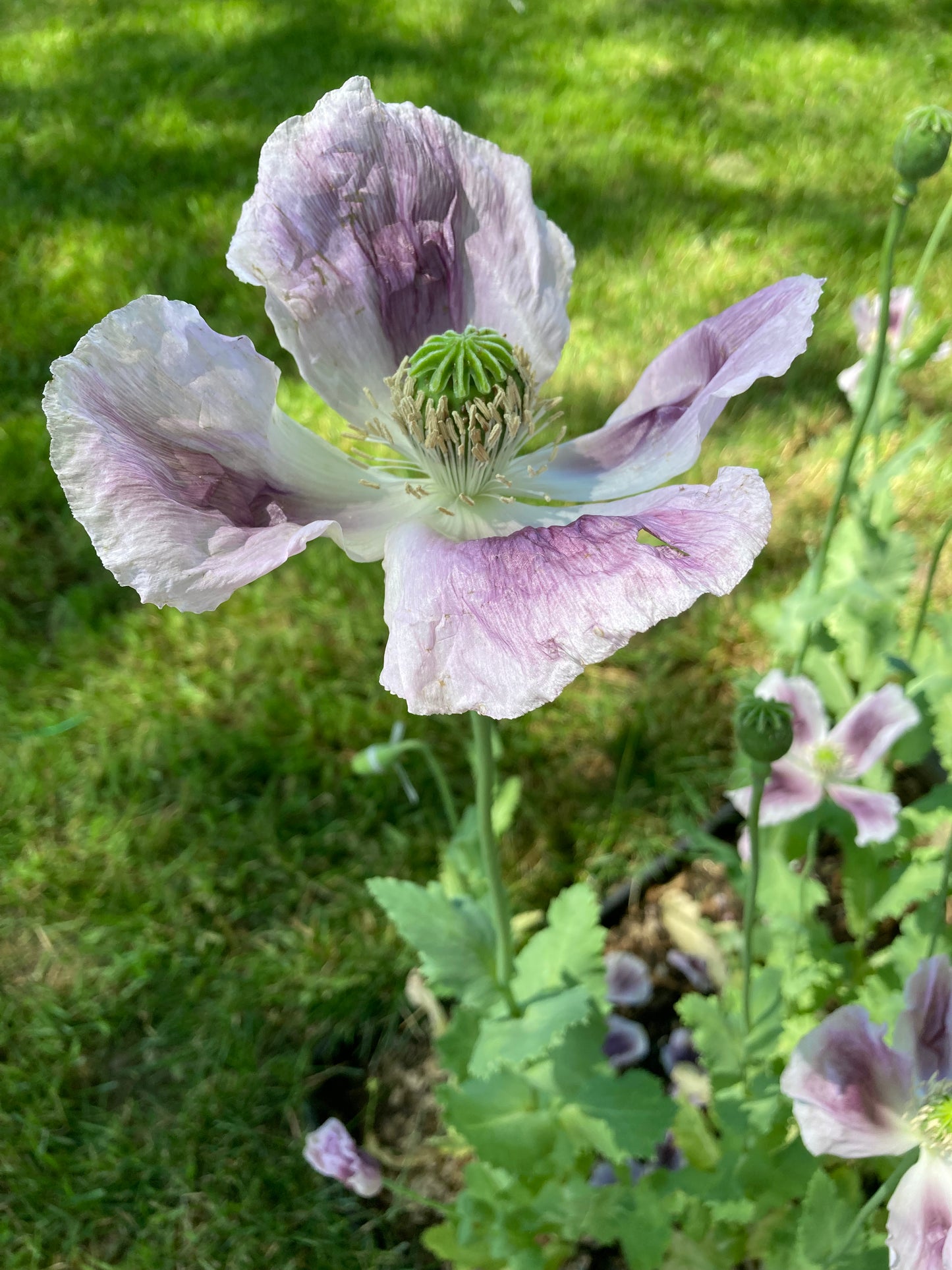 Stockman's Tasmanian Poppy (500+ seeds)