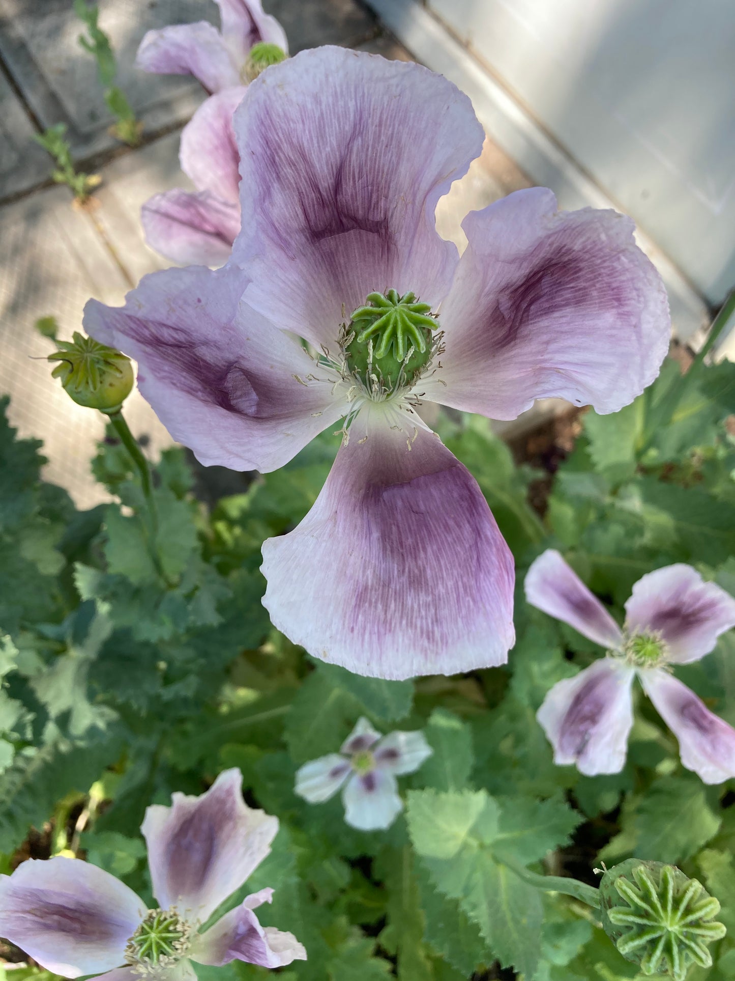 Stockman's Tasmanian Poppy (500+ seeds)