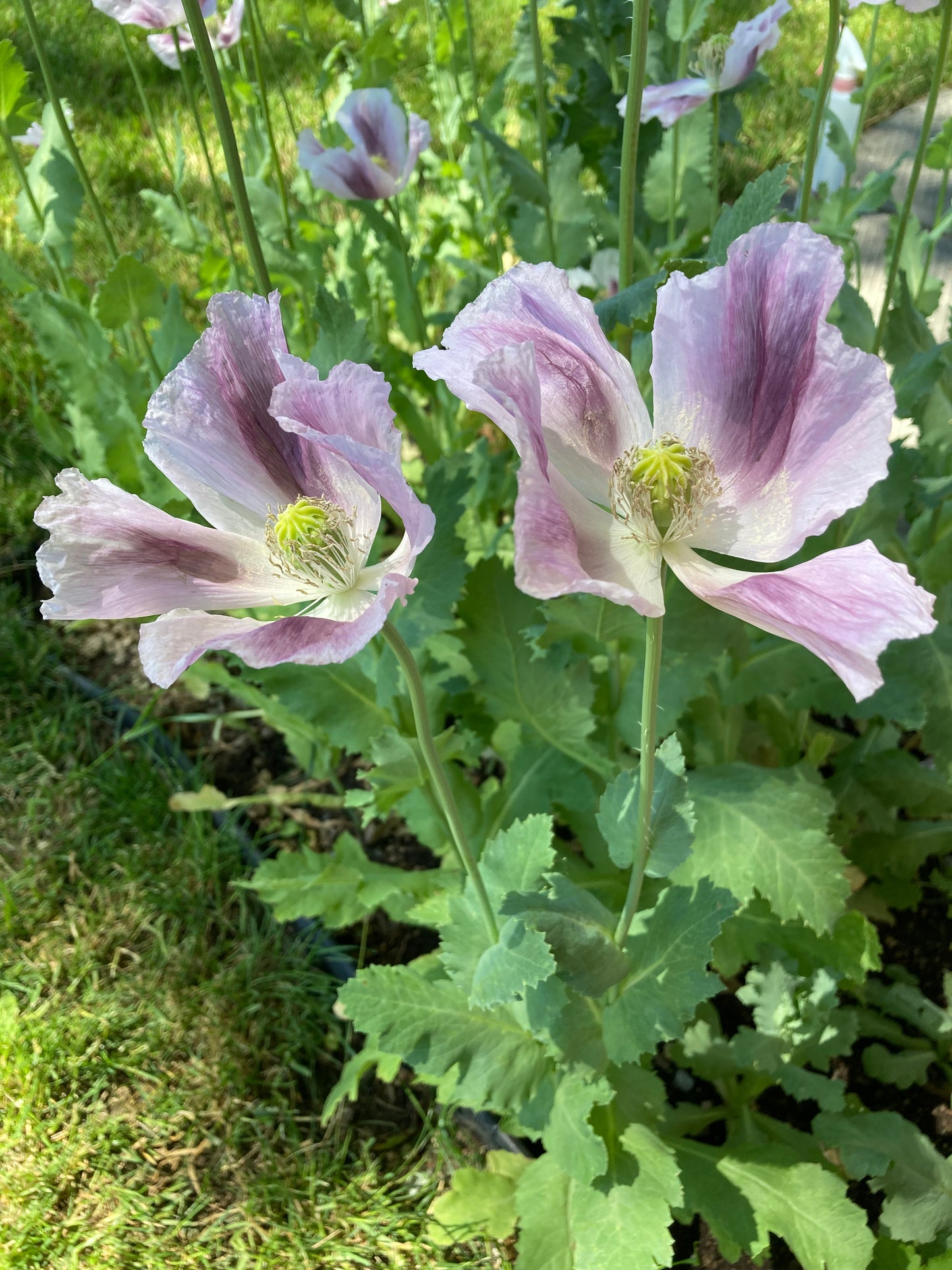 The purple basal blotches are normally smaller but they really bled into the white this year (2026). Possibly due to the soil in this location.