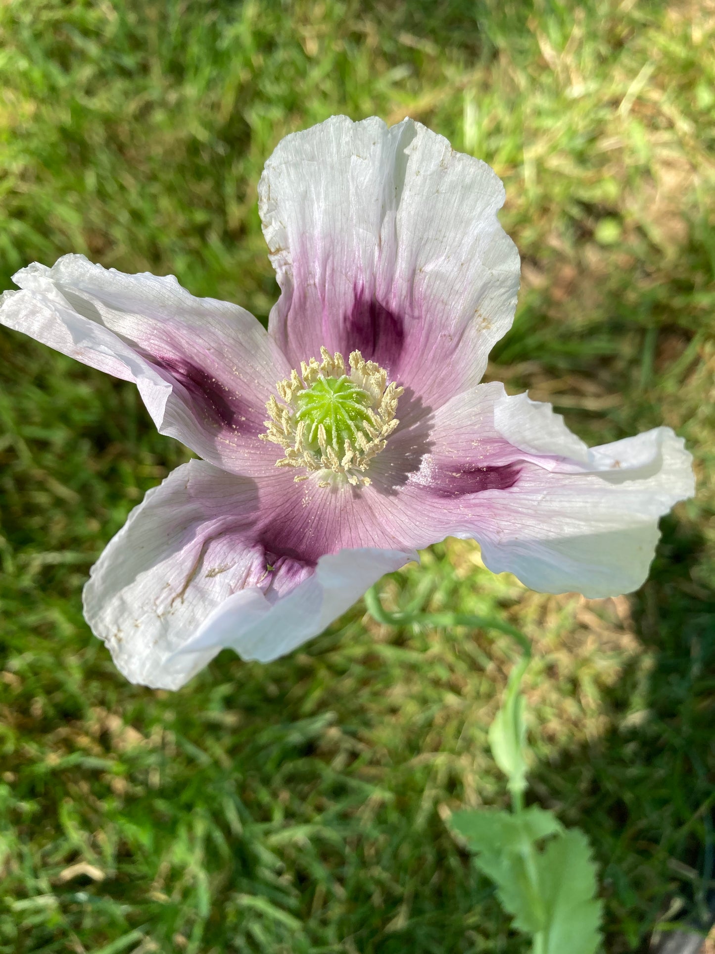 Stockman's Tasmanian Poppy (500+ seeds)