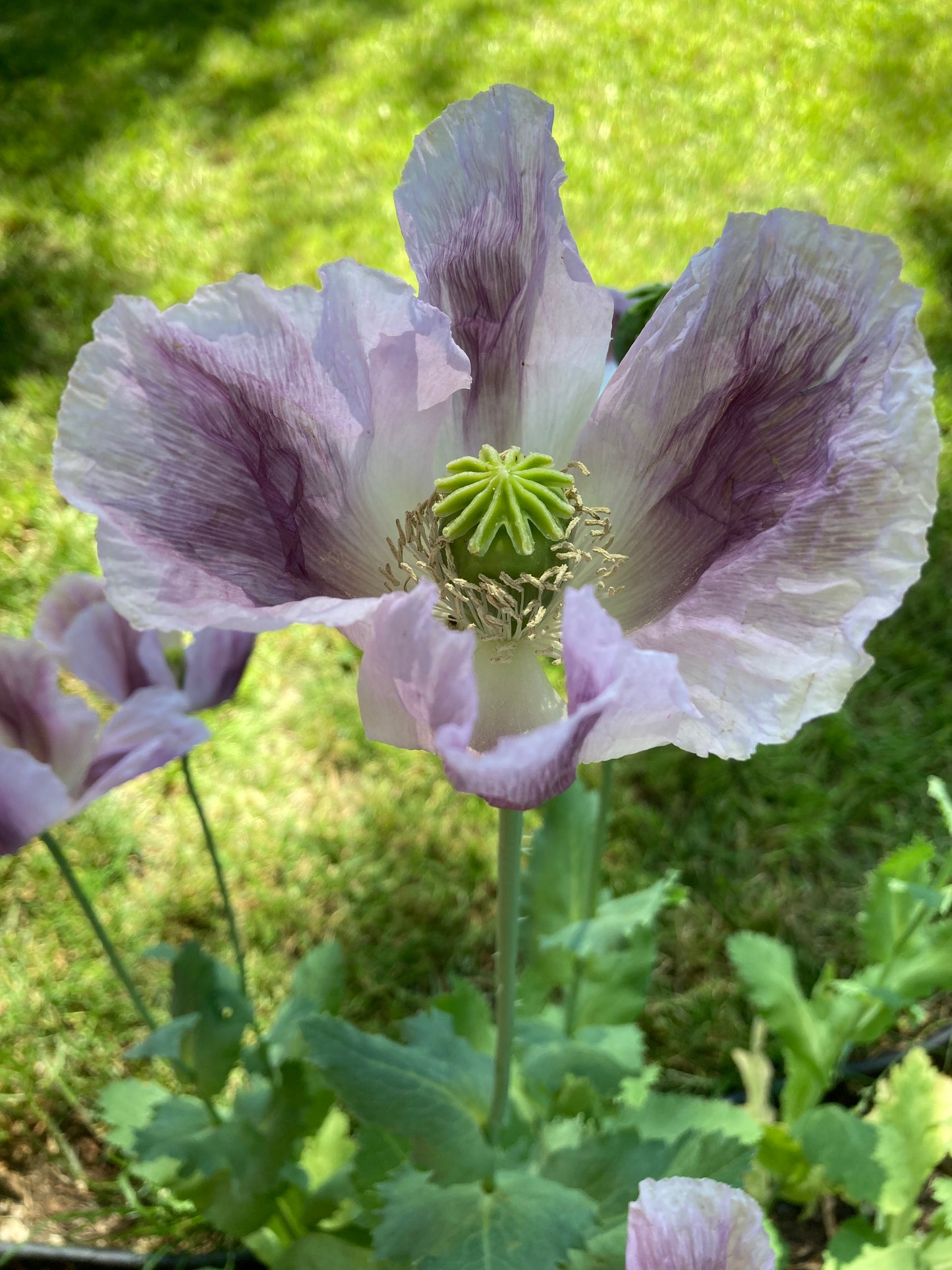 The purple basal blotches are normally smaller but they really bled into the white this year (2026). Possibly due to the soil in this location.