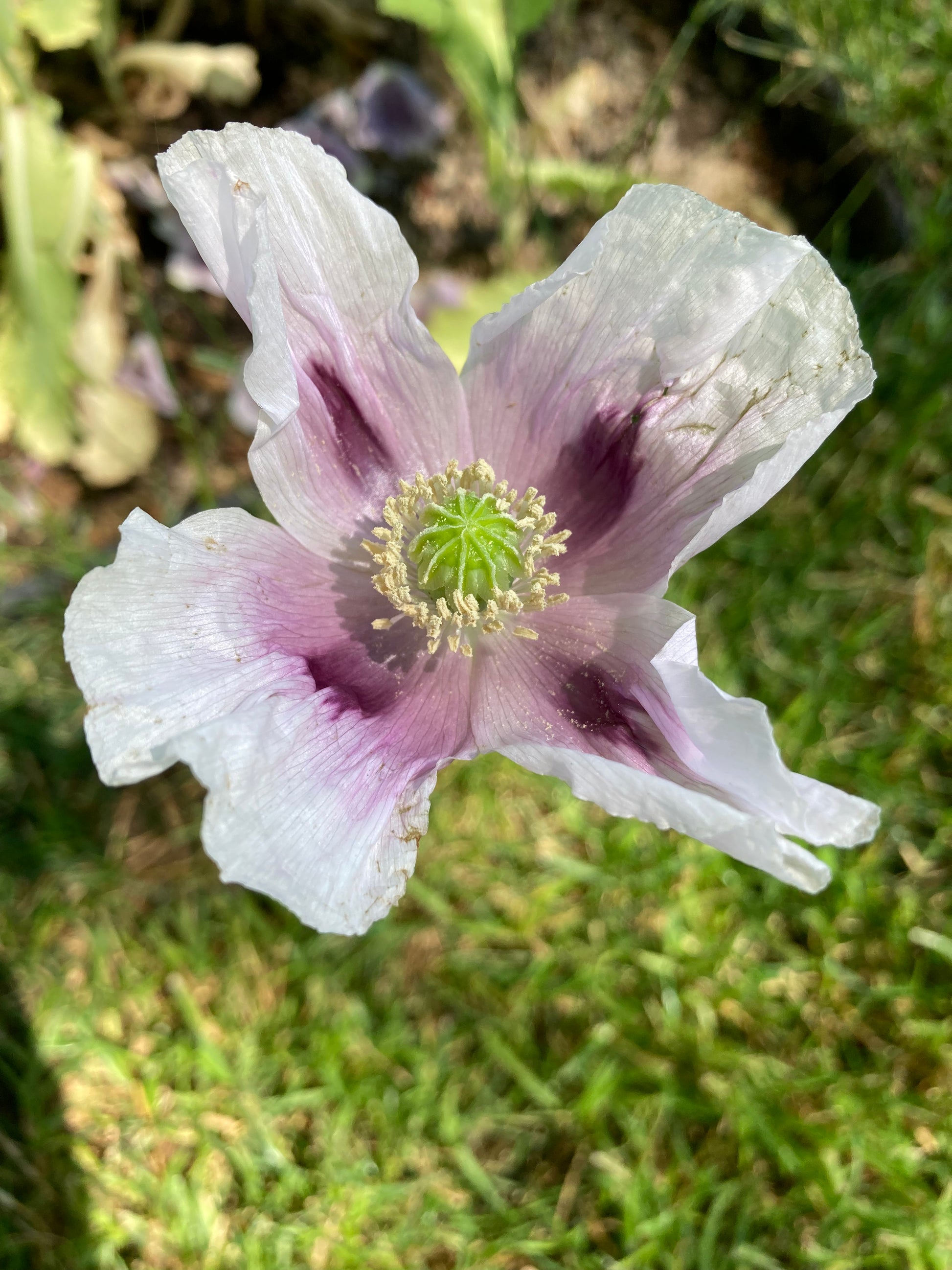 Please forgive the wrinkly petals. It's hard to get a good pic of them open because we pin all the petals shut to avoid cross-pollination.