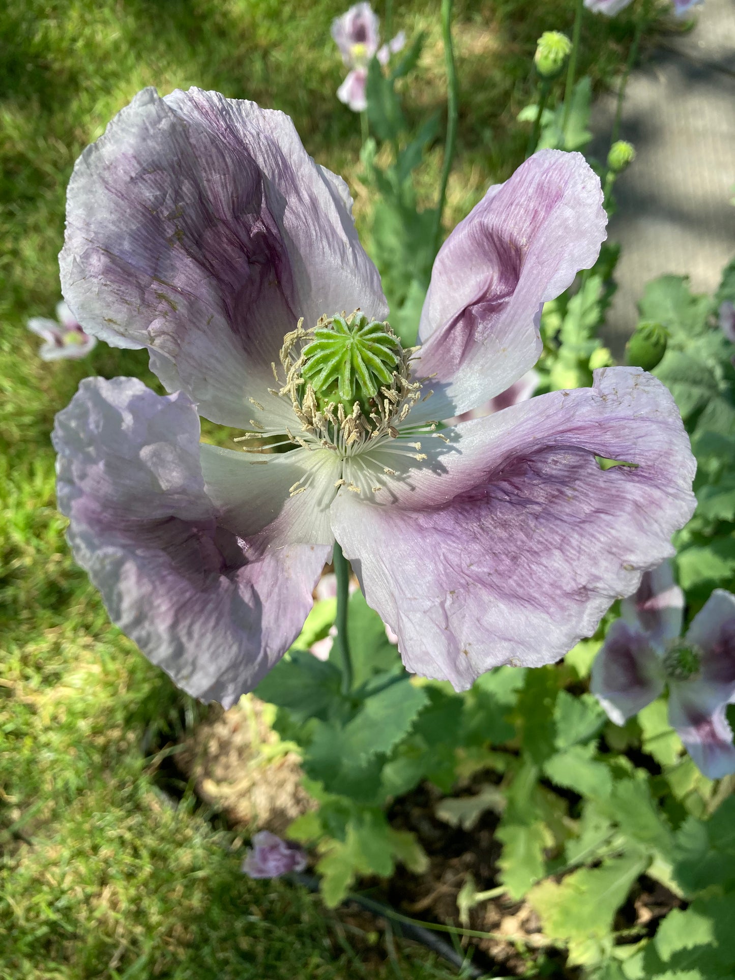 Stockman's Tasmanian Poppy (500+ seeds)