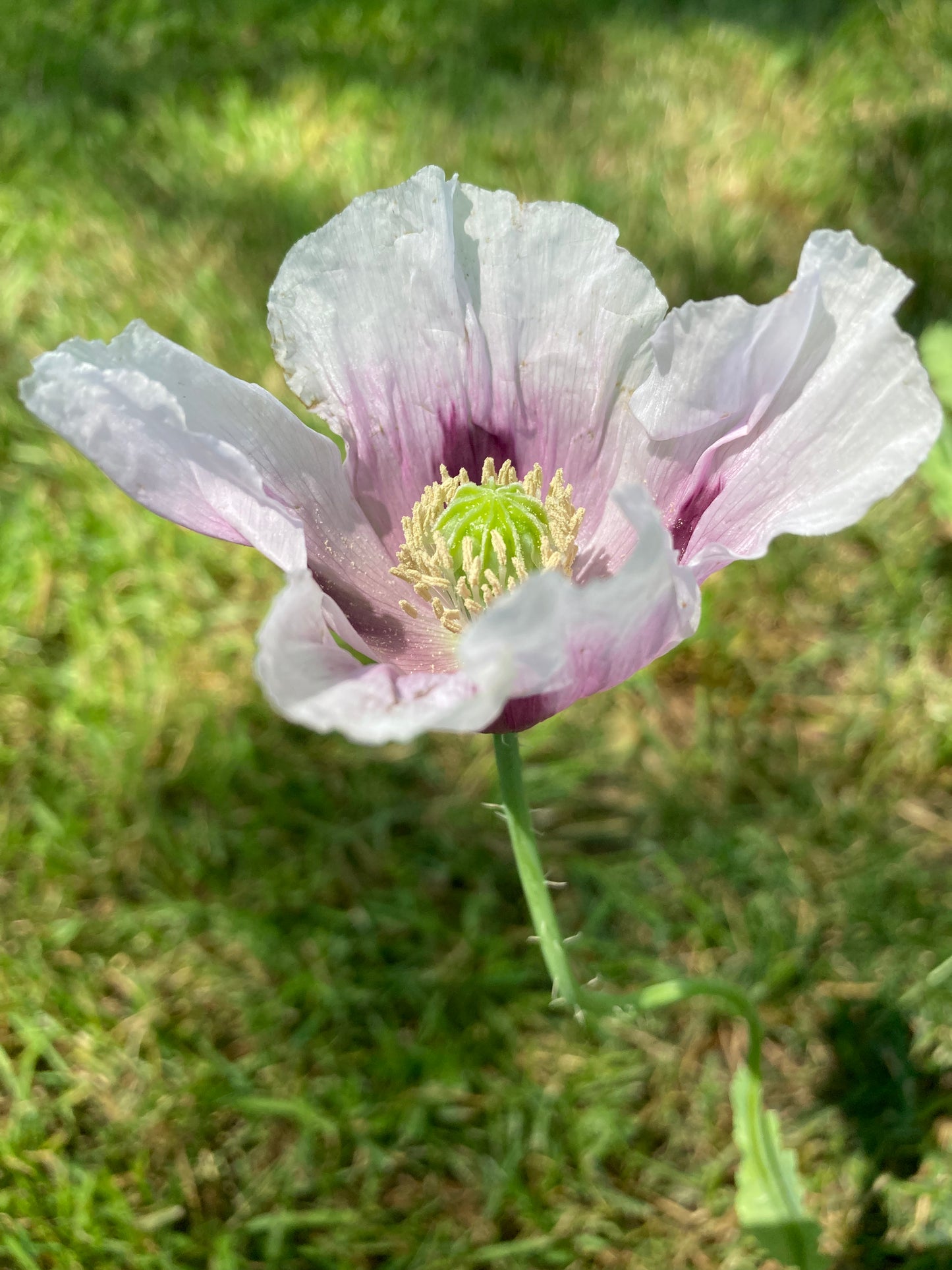 Stockman's Tasmanian Poppy (500+ seeds)