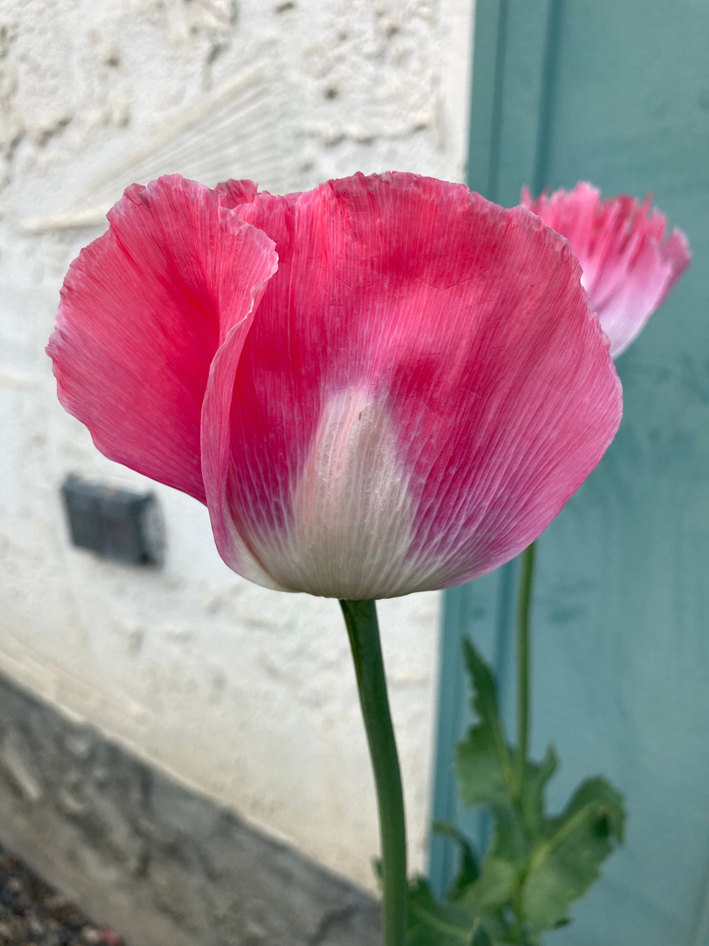 OG Izmir Afghan Pink Special (Galania) Poppy (500+ seeds)