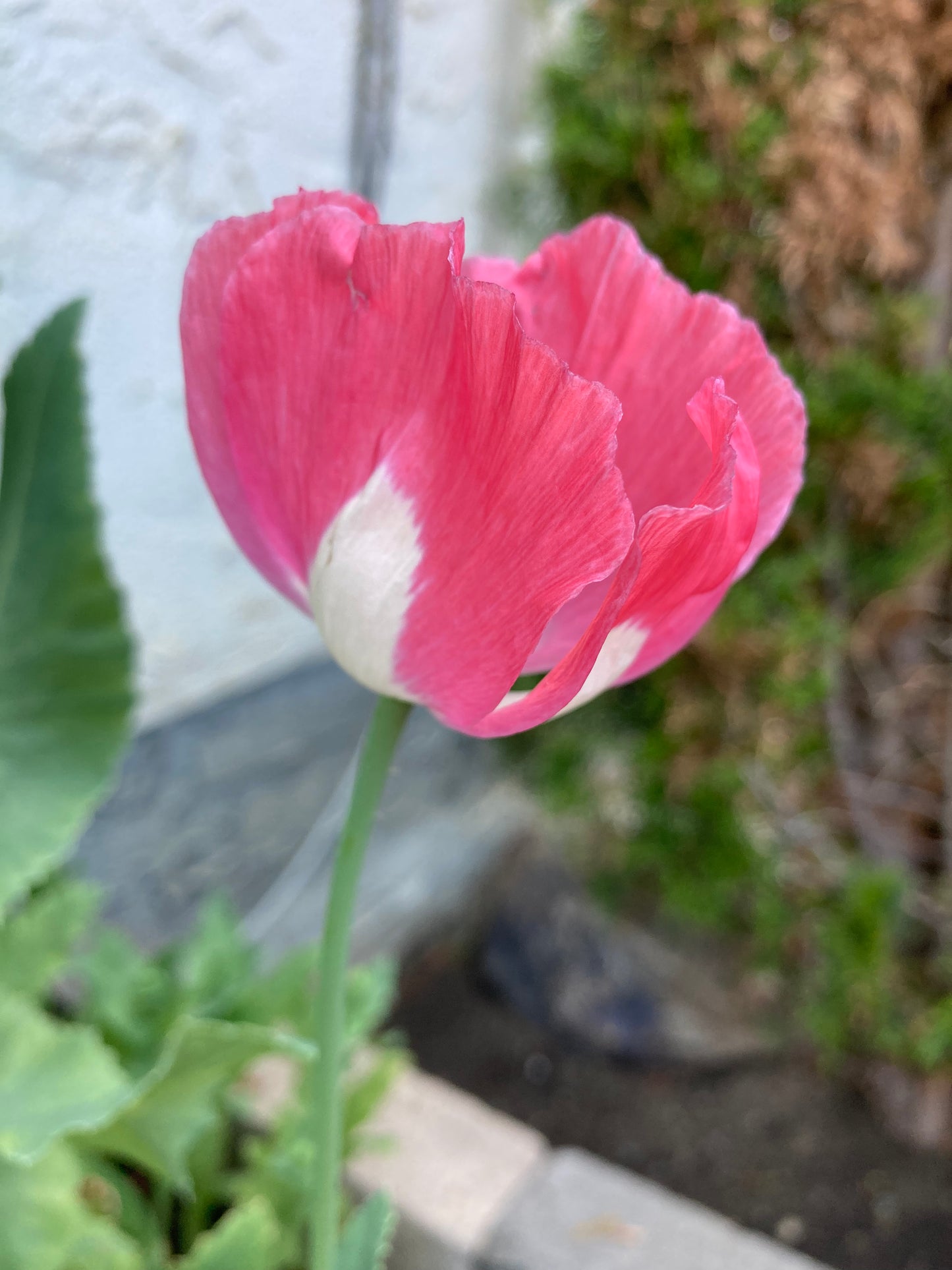 Afghan Flag Poppy (500+ seeds)