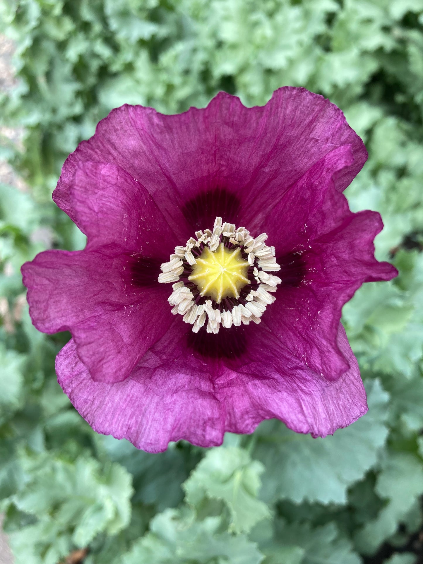 Izmir Lauren's Grape Poppy (1000+ seeds)