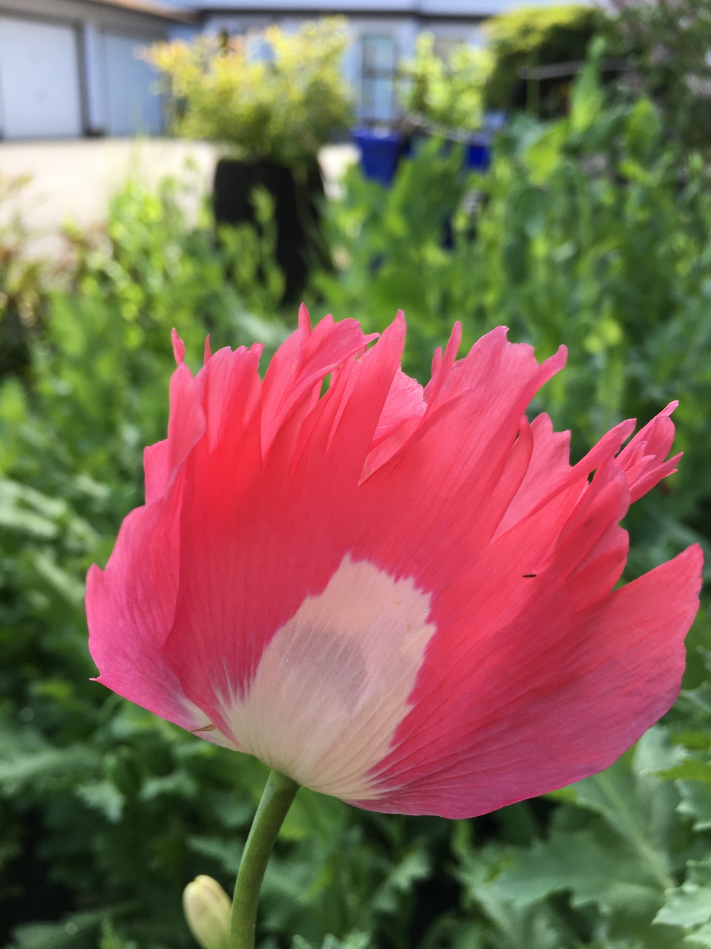 Izmir Afghan Pink Special (Galania) Poppy (500+ seeds)