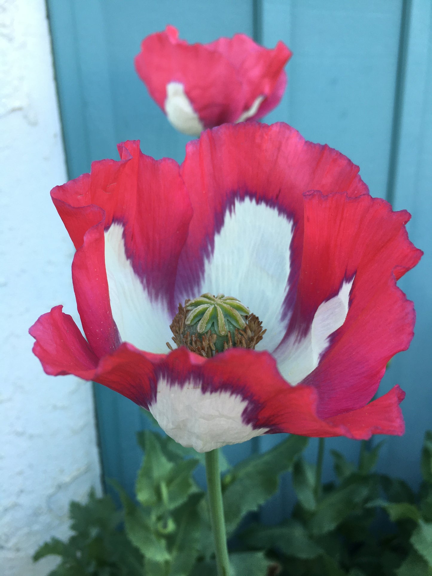 Afghan Flag Poppy (500+ seeds)