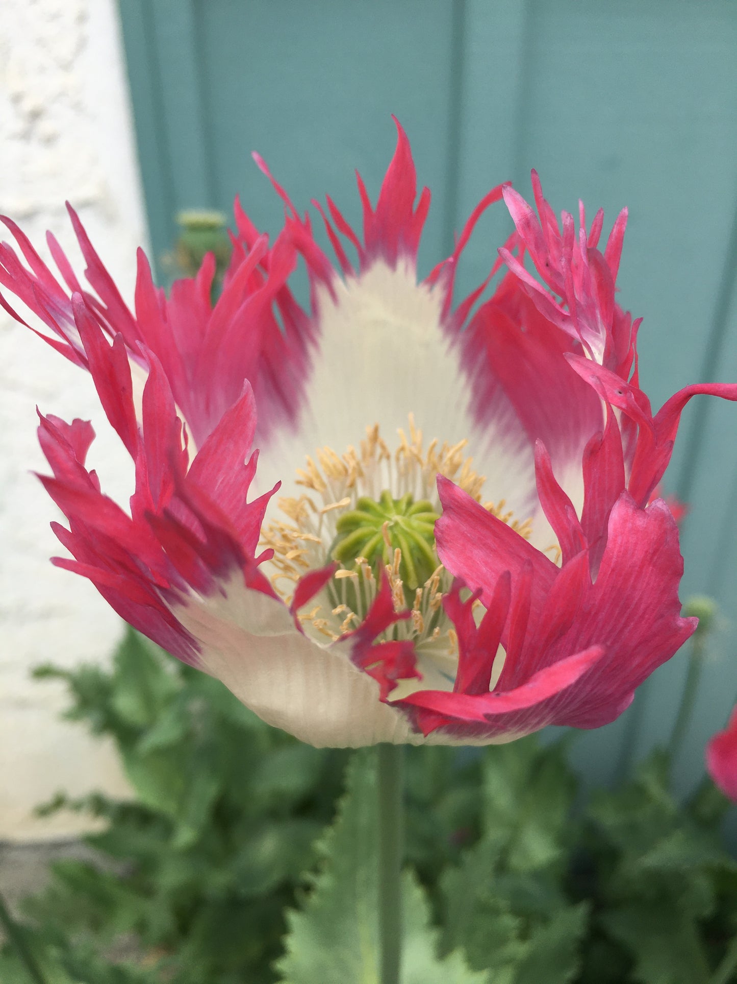 Izmir Afghan Pink Flame Poppy (500+ seeds)