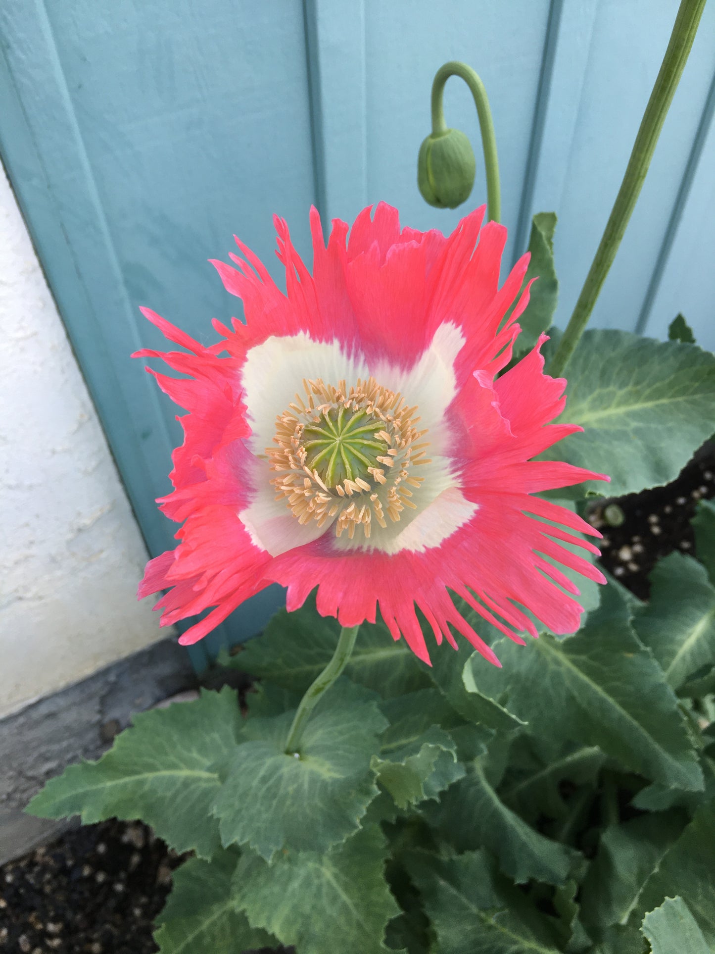 Izmir Afghan Pink Special (Galania) Poppy (500+ seeds)