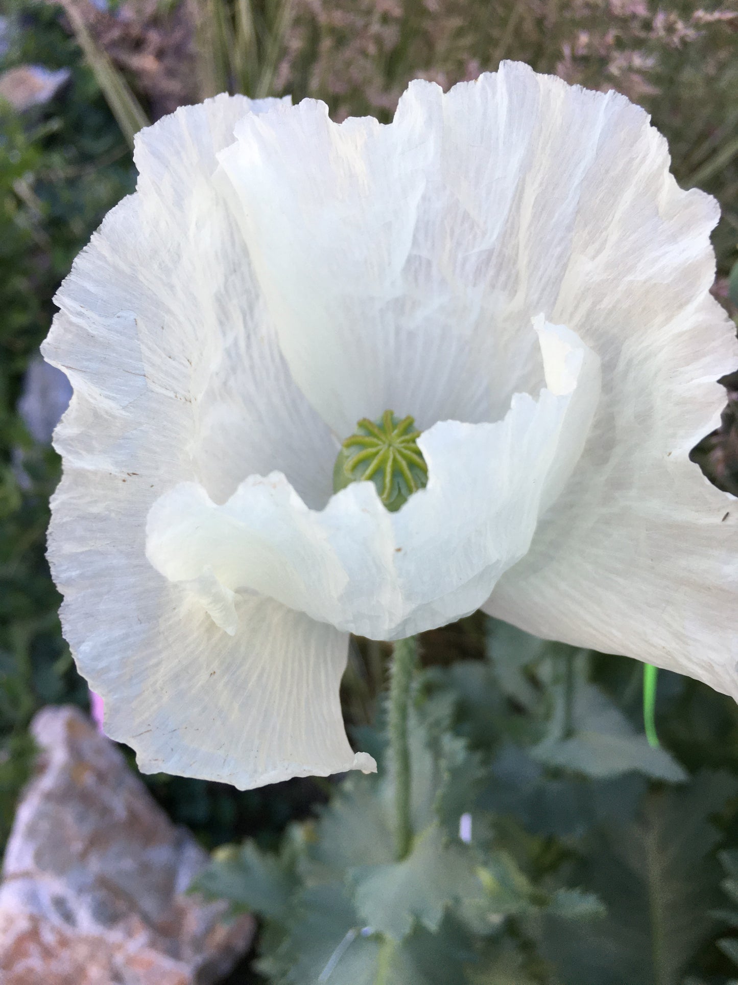 Izmir Afghan White Special (Galania) Poppy (500+ seeds)