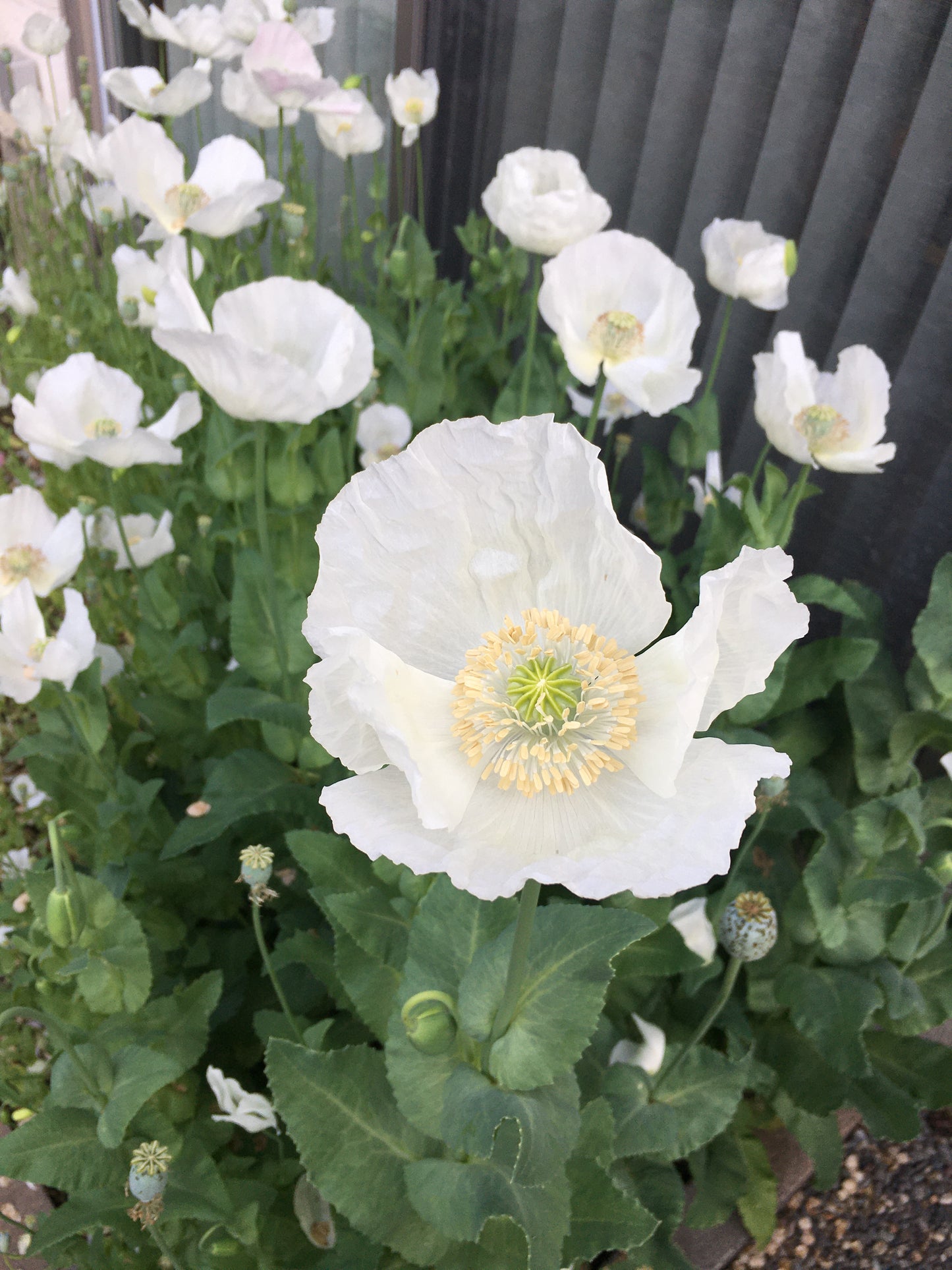 Izmir Afghan White Special (Galania) Poppy (500+ seeds)