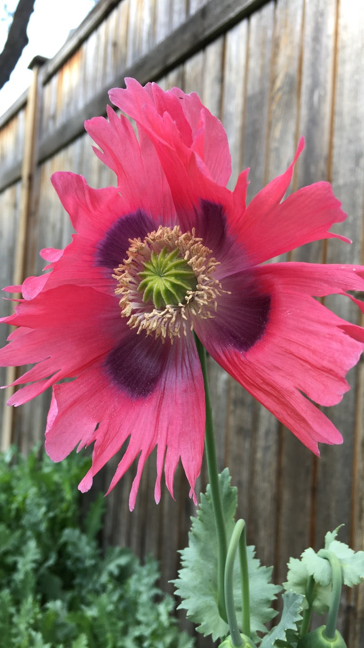 Okanagan Bush Poppy (1000+ seeds) Okanagan Organics
