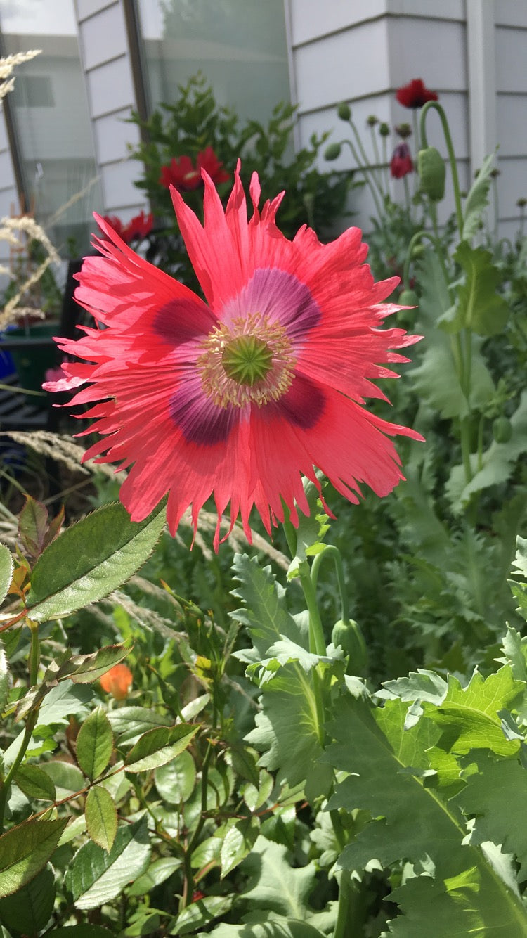 Okanagan Bush Poppy (1000+ seeds)