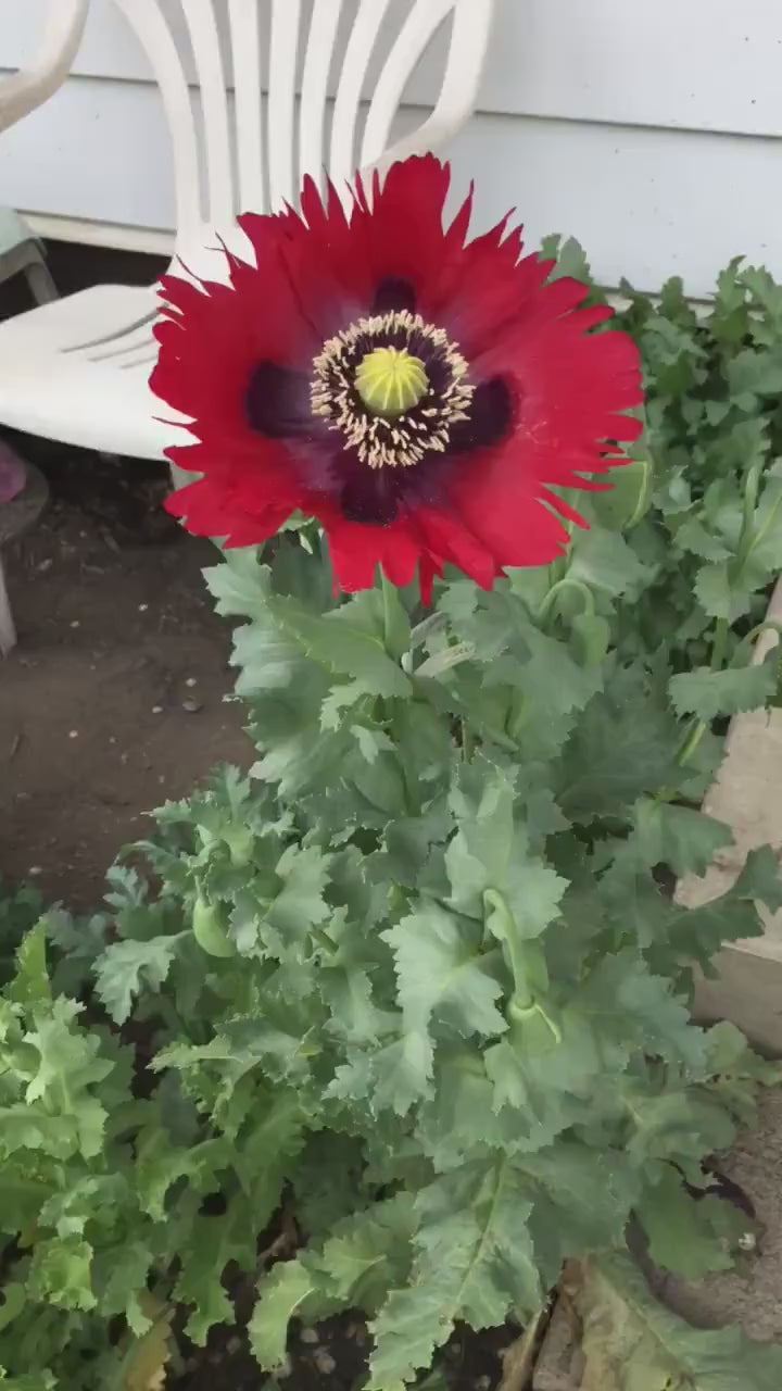 Poppy: Izmir Turkish Red (1000+ seeds)