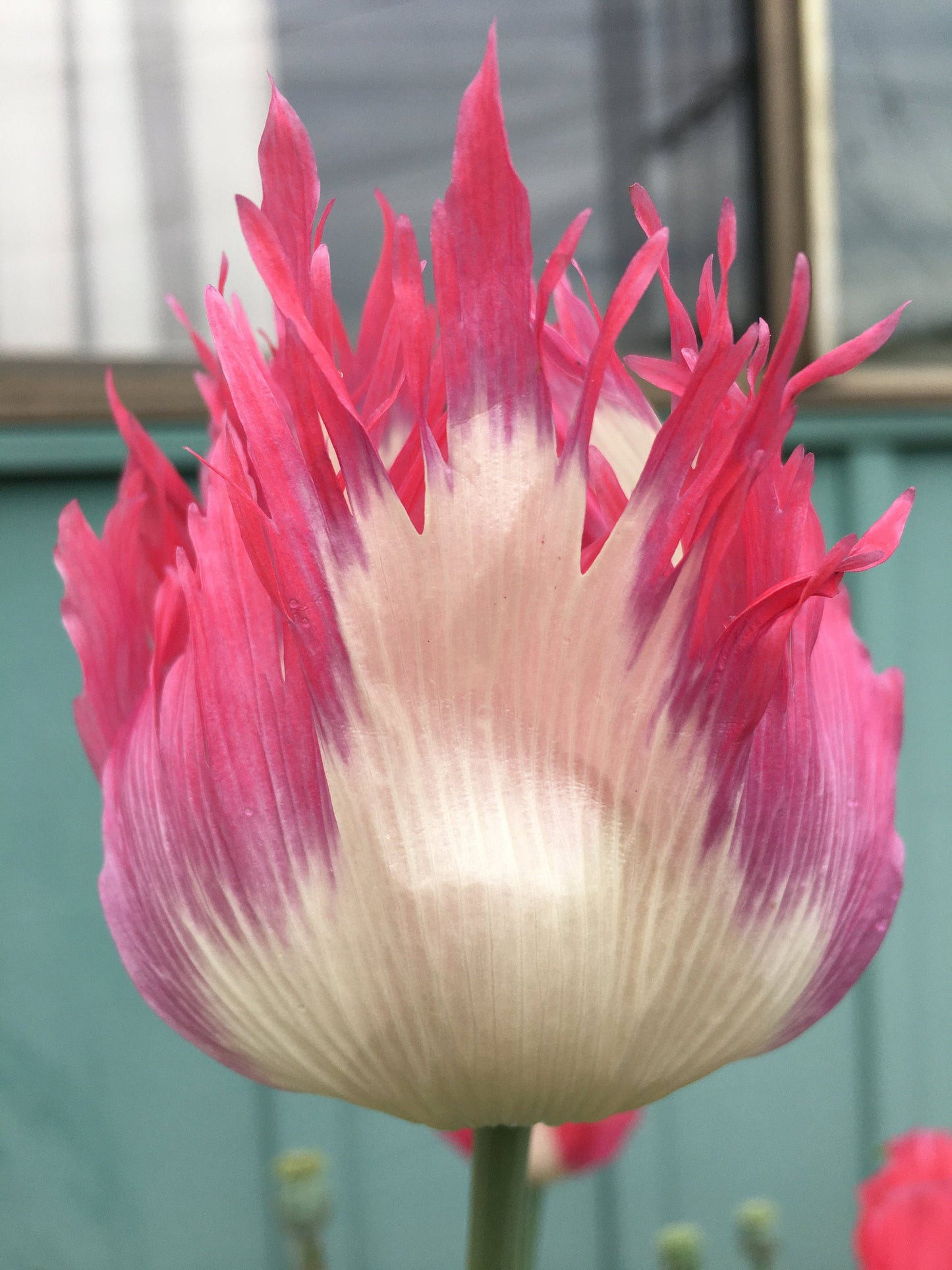 Poppy: Izmir Afghan Pink Flame (500+ seeds)