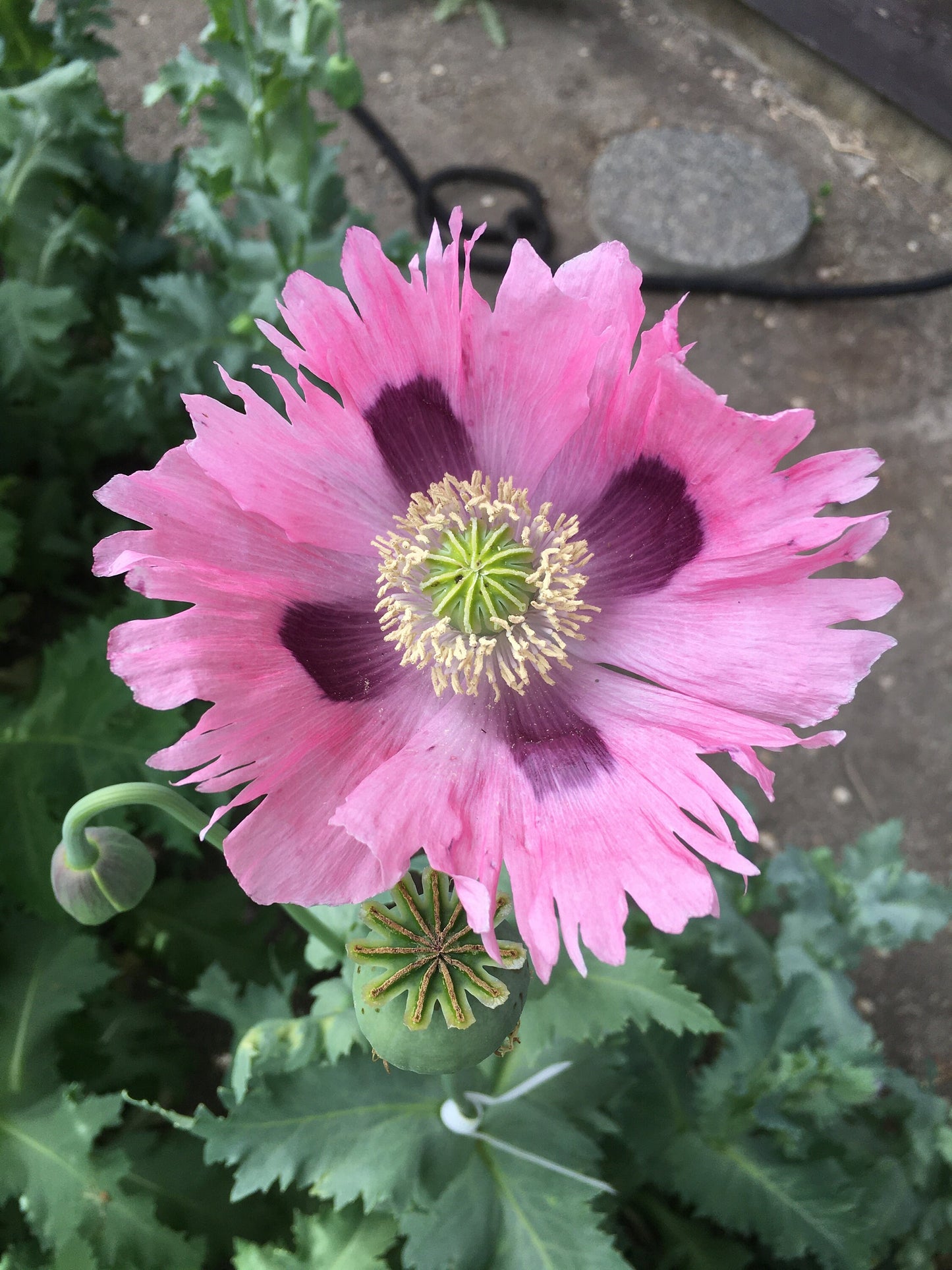 Poppy: Izmir Pink Pepperbox (1000+ seeds)