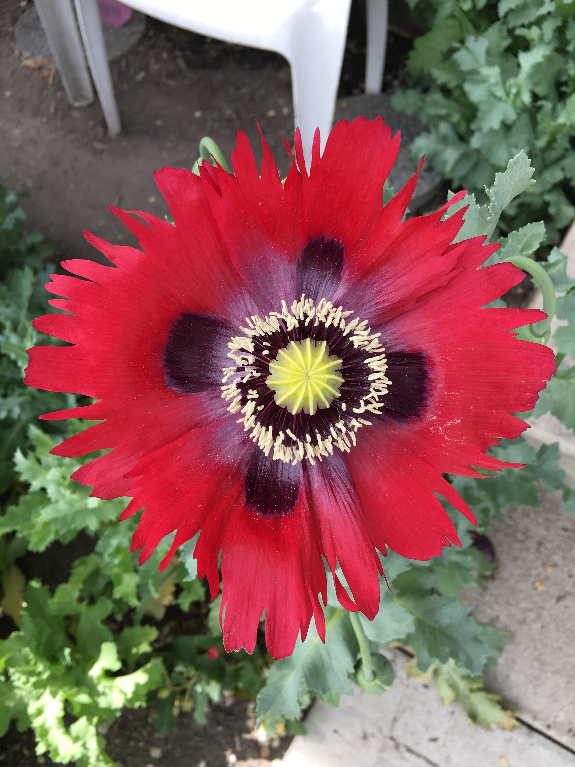 Poppy: Izmir Turkish Red (1000+ seeds)