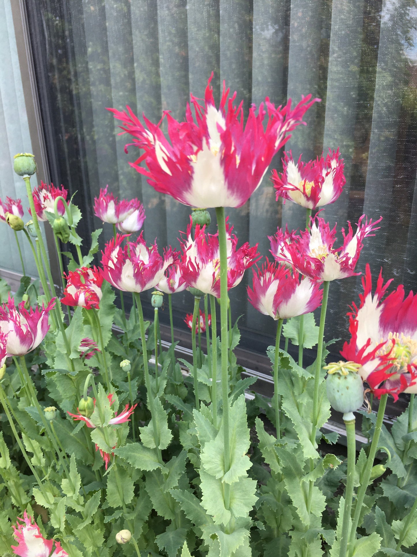 Poppy: Izmir Afghan Pink Flame (500+ seeds)