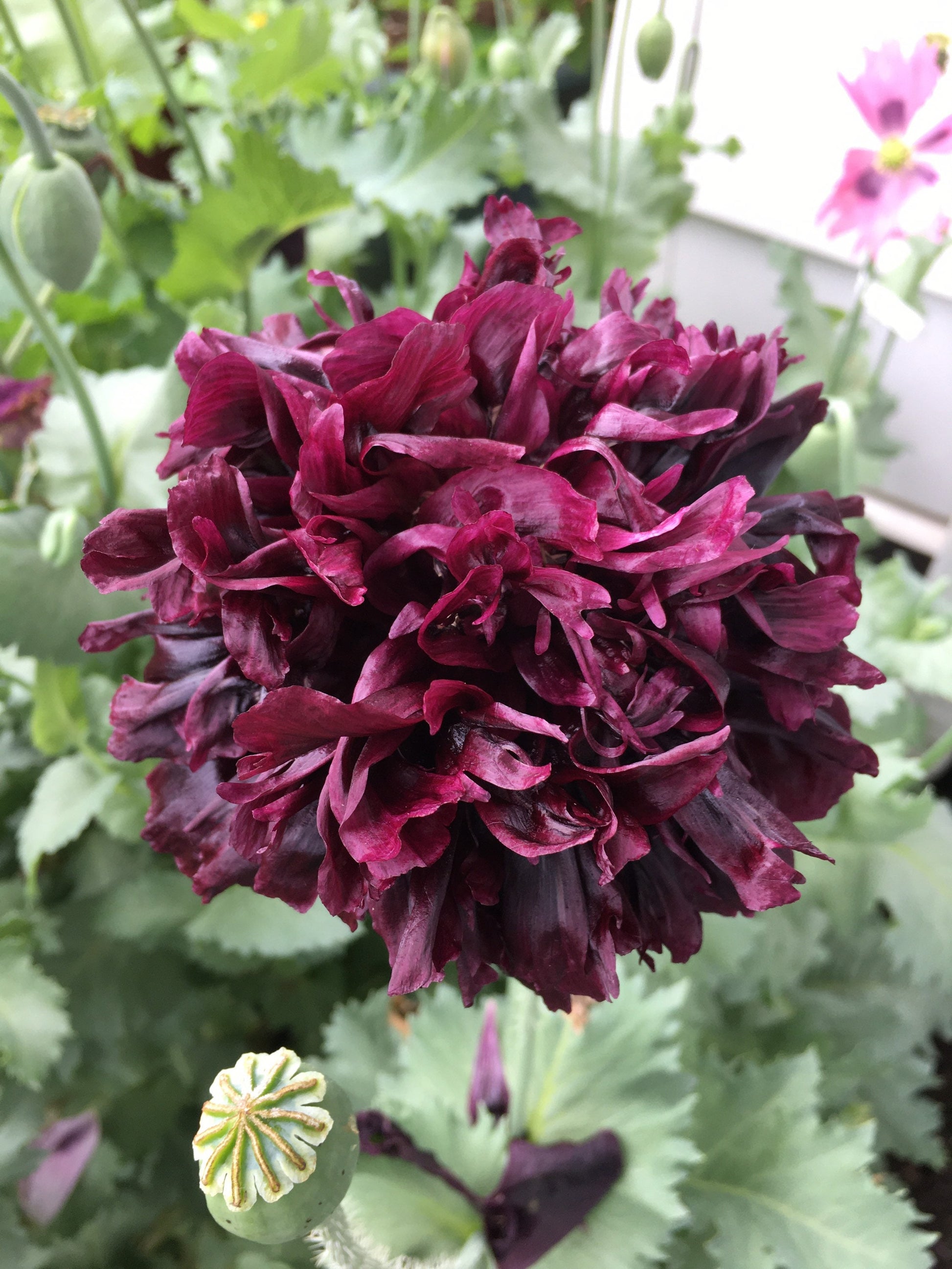 Poppy: Izmir India Black (500+ seeds)