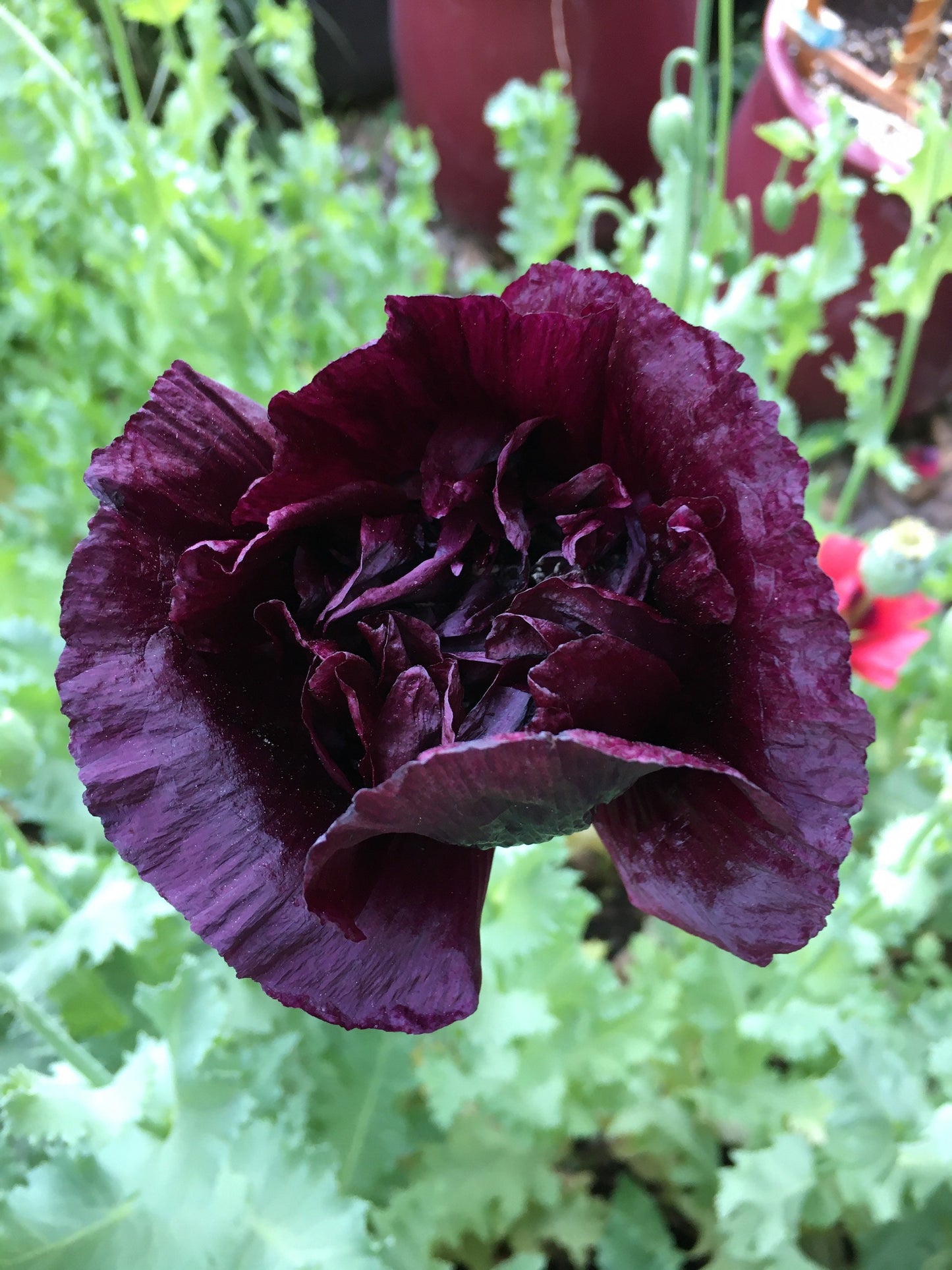 Poppy: Izmir India Black (500+ seeds)