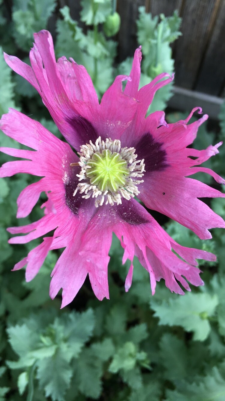 Poppy: Izmir Pink Pepperbox (1000+ seeds)
