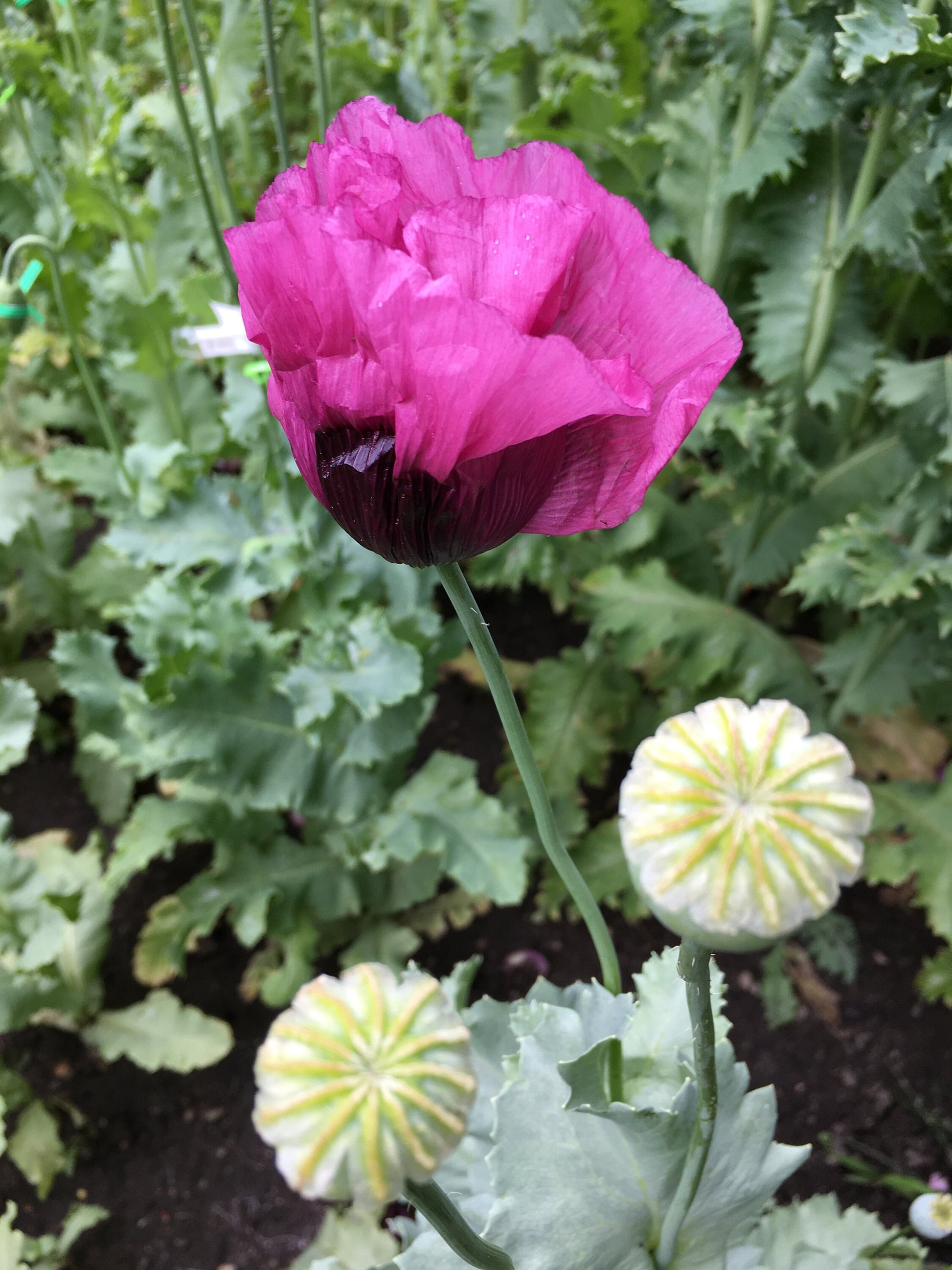 Poppy: Izmir Lauren's Bush (1000+ seeds)