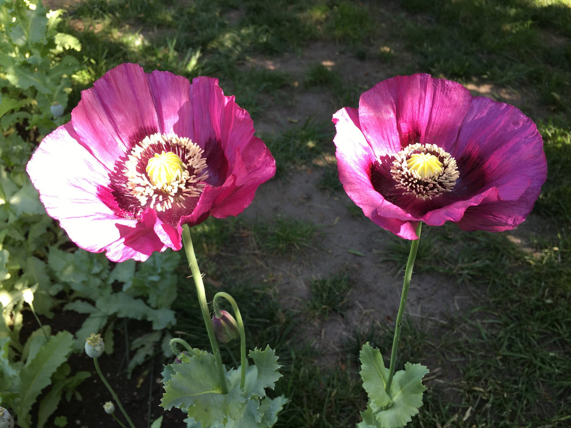 Poppy: Izmir Lauren's Bush (1000+ seeds)